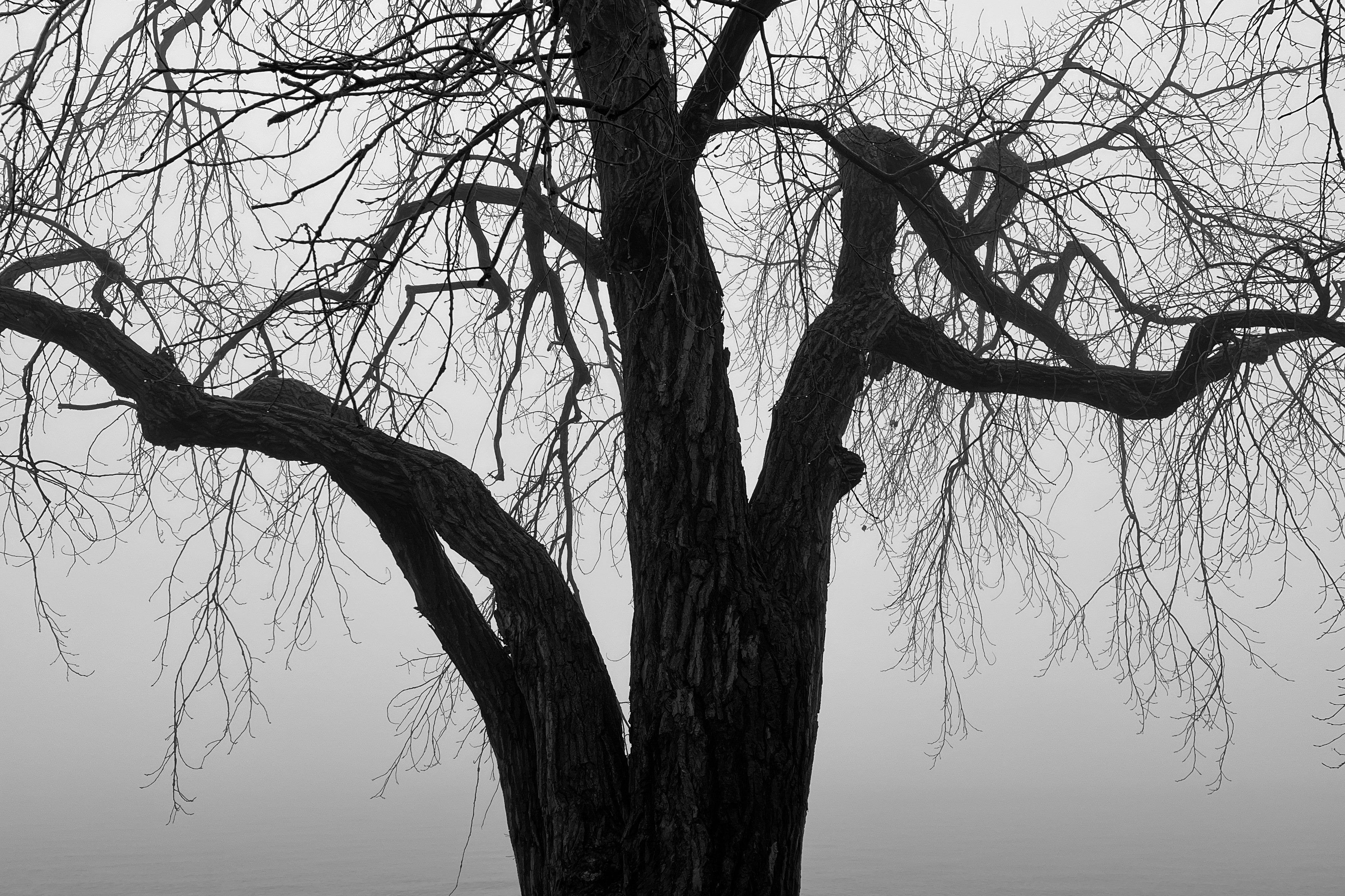 Black and white image of a tree in front of a lake on a foggy day