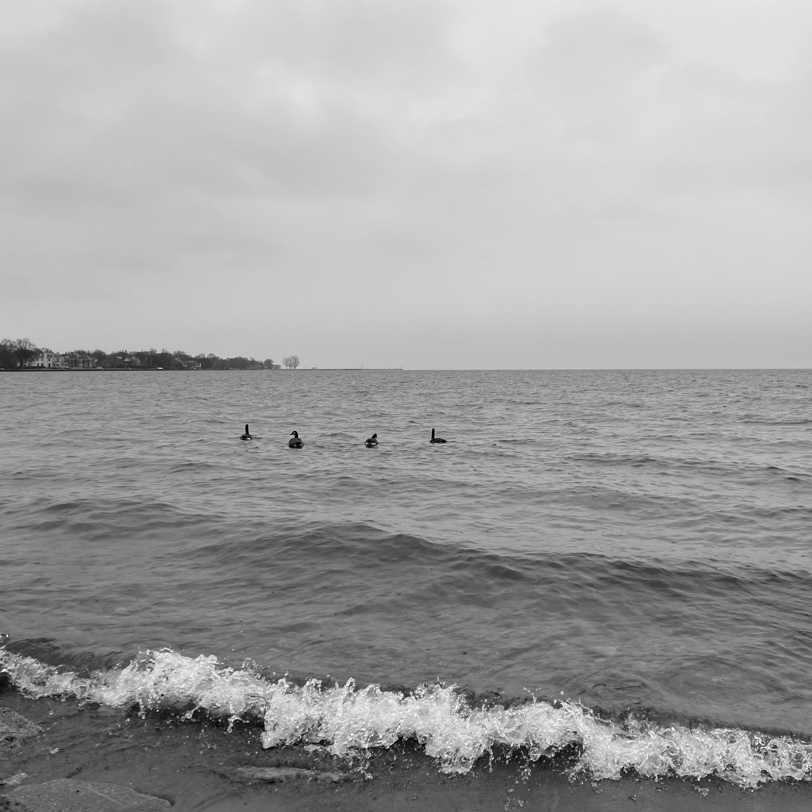 Black and white photograph of four geese swimming toward the horizon during the winter on an overcast day.