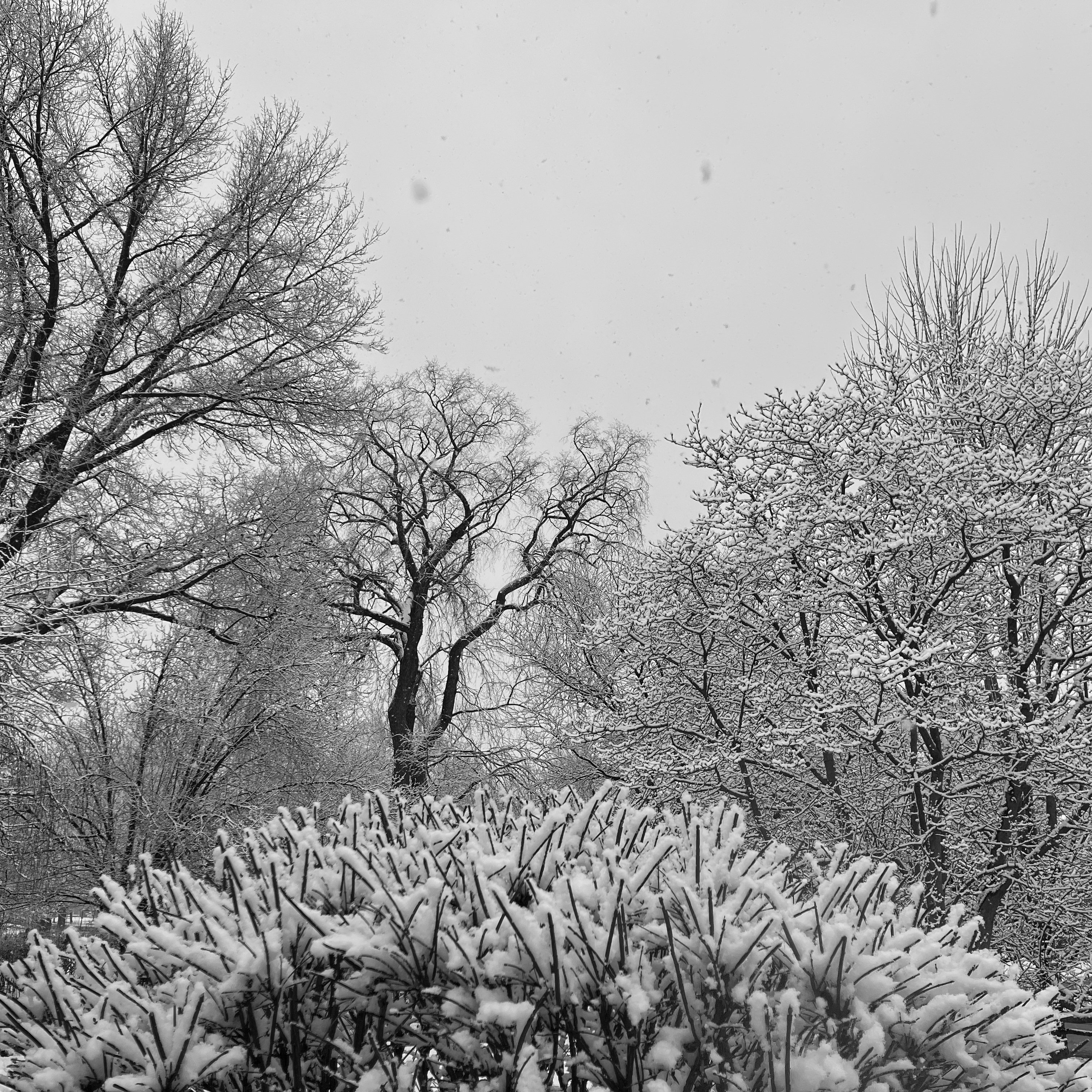 Sow covered bushes and trees in front of a cloudy sky while it is snowing, in grayscale.