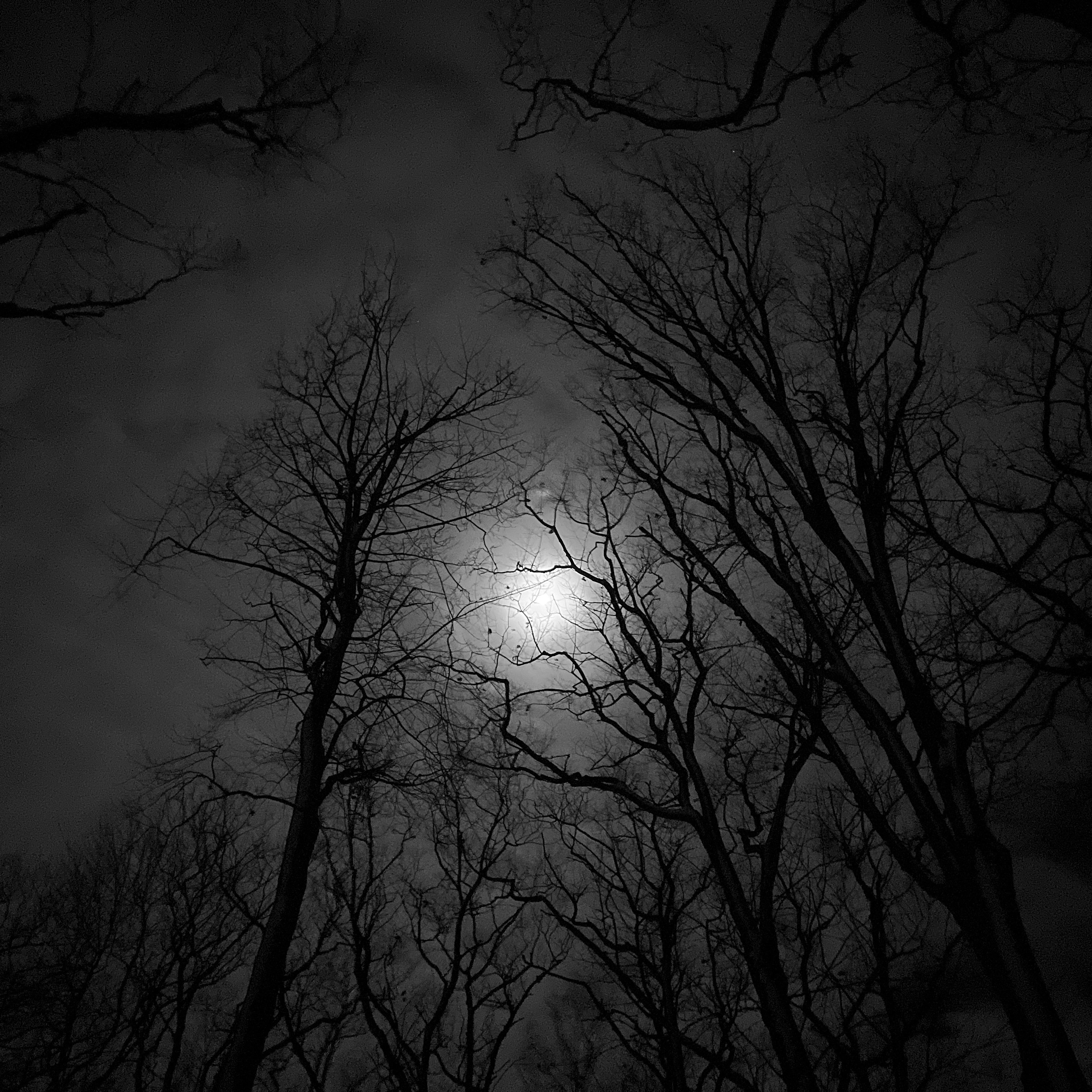 Silhouettes of bare trees against a night sky with a bright moon partially obscured by clouds.