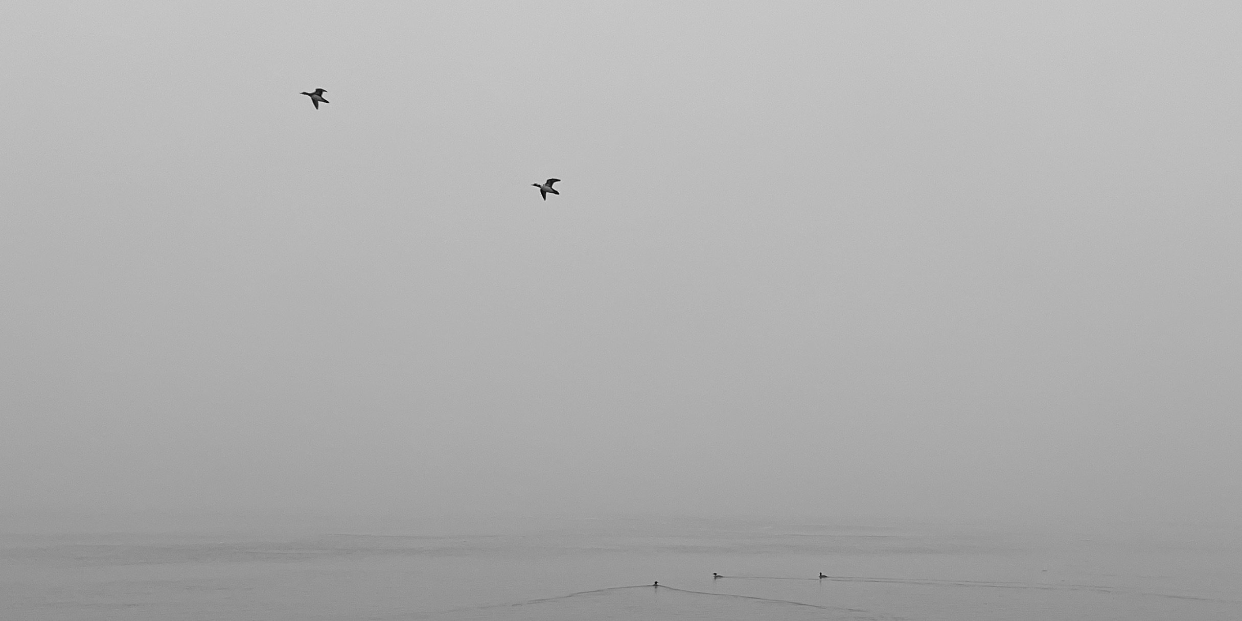 A calm lake with three birds swimming away from view while two others fly overhead through a cloudy sky with fog on the horizon in grayscale.